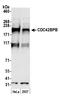 CDC42 Binding Protein Kinase Beta antibody, A304-893A, Bethyl Labs, Western Blot image 