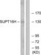 SPT16 Homolog, Facilitates Chromatin Remodeling Subunit antibody, LS-C119348, Lifespan Biosciences, Western Blot image 