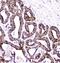 D-Dopachrome Tautomerase antibody, A01354, Boster Biological Technology, Immunohistochemistry frozen image 