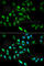 Alcohol dehydrogenase class-3 antibody, A2041, ABclonal Technology, Immunofluorescence image 