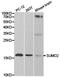 Small Ubiquitin Like Modifier 2 antibody, TA327382, Origene, Western Blot image 