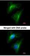 Importin 13 antibody, NBP1-31508, Novus Biologicals, Immunofluorescence image 