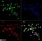 CD204 antibody, NBP1-00092, Novus Biologicals, Immunocytochemistry image 