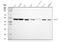 Eukaryotic Translation Initiation Factor 4A1 antibody, M03922-2, Boster Biological Technology, Western Blot image 