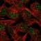 Actin Related Protein 8 antibody, HPA065236, Atlas Antibodies, Immunofluorescence image 