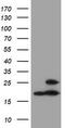 Proteasome Subunit Beta 9 antibody, TA504390S, Origene, Western Blot image 