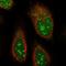 Abhydrolase Domain Containing 14B antibody, HPA036444, Atlas Antibodies, Immunofluorescence image 