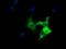 Cytoplasmic dynein 1 light intermediate chain 1 antibody, GTX84596, GeneTex, Immunofluorescence image 