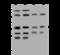 Syntaxin-12 antibody, 204172-T36, Sino Biological, Western Blot image 