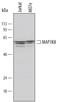 Mitogen-activated protein kinase kinase kinase 8 antibody, MAB4586, R&D Systems, Western Blot image 