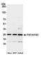 Platelet Activating Factor Acetylhydrolase 1b Catalytic Subunit 3 antibody, A305-528A, Bethyl Labs, Western Blot image 