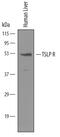 Cytokine receptor-like factor 2 antibody, PA5-47979, Invitrogen Antibodies, Western Blot image 