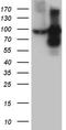sTfR antibody, TA803640, Origene, Western Blot image 