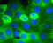 Src substrate protein p85 antibody, NBP2-67632, Novus Biologicals, Immunofluorescence image 