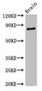 Synaptic vesicle glycoprotein 2B antibody, LS-C376714, Lifespan Biosciences, Western Blot image 