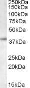 Ring Finger Protein 2 antibody, NB300-833, Novus Biologicals, Western Blot image 