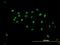 Cell growth-regulating nucleolar protein antibody, H00055646-B02P, Novus Biologicals, Immunofluorescence image 