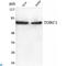 CREB Regulated Transcription Coactivator 1 antibody, LS-C813139, Lifespan Biosciences, Western Blot image 