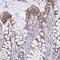 Mitochondrial Ribosomal Protein S16 antibody, HPA054538, Atlas Antibodies, Immunohistochemistry frozen image 