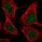 Zinc Finger Protein 674 antibody, HPA065295, Atlas Antibodies, Immunofluorescence image 