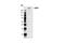 Tumor Protein P53 Binding Protein 1 antibody, 4937S, Cell Signaling Technology, Western Blot image 