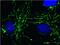 Peptidylprolyl Isomerase D antibody, 45-5900, Invitrogen Antibodies, Immunofluorescence image 