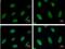 Replication Protein A2 antibody, NB100-158, Novus Biologicals, Immunocytochemistry image 