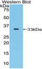 Selenoprotein P antibody, LS-C296365, Lifespan Biosciences, Western Blot image 