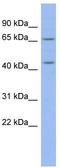 MIER Family Member 3 antibody, TA345557, Origene, Western Blot image 