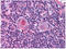 HAP3 antibody, A06714-1, Boster Biological Technology, Immunohistochemistry frozen image 