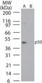 Nuclear Factor Kappa B Subunit 1 antibody, TA336417, Origene, Western Blot image 