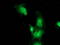 Bestrophin 3 antibody, TA501979S, Origene, Immunofluorescence image 