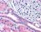SLC9A3 Regulator 2 antibody, 45-967, ProSci, Enzyme Linked Immunosorbent Assay image 