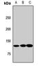 Myosin VB antibody, LS-C668406, Lifespan Biosciences, Western Blot image 