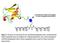 Histone H2B antibody, NBP2-54770, Novus Biologicals, Enzyme Linked Immunosorbent Assay image 