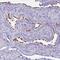 Bardet-Biedl Syndrome 10 antibody, NBP2-32399, Novus Biologicals, Immunohistochemistry frozen image 