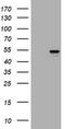Vimentin antibody, TA801310S, Origene, Western Blot image 