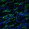 Aquaporin 3 (Gill Blood Group) antibody, SPC-504D-STR, StressMarq, Immunohistochemistry frozen image 