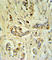 Fibrinogen Beta Chain antibody, abx032843, Abbexa, Western Blot image 