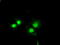 BCL2 Like 1 antibody, TA500097, Origene, Immunofluorescence image 