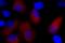 His tag antibody, 362611, BioLegend, Immunofluorescence image 