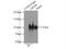Opioid growth factor receptor antibody, 11177-1-AP, Proteintech Group, Immunoprecipitation image 