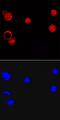 Ligand Dependent Nuclear Receptor Corepressor antibody, MAB7534, R&D Systems, Immunocytochemistry image 