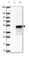 Zinc Finger Protein 488 antibody, HPA044867, Atlas Antibodies, Western Blot image 