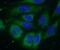 Methyltransferase Like 18 antibody, FNab01061, FineTest, Immunofluorescence image 