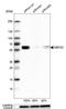 Myocyte Enhancer Factor 2C antibody, NBP2-52925, Novus Biologicals, Western Blot image 