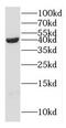 Mitogen-Activated Protein Kinase 1 antibody, FNab02846, FineTest, Western Blot image 