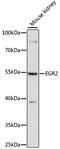 Early Growth Response 2 antibody, LS-C750024, Lifespan Biosciences, Western Blot image 