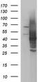 Sex Hormone Binding Globulin antibody, LS-C788496, Lifespan Biosciences, Western Blot image 