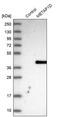 Methionyl Aminopeptidase Type 1D, Mitochondrial antibody, PA5-56434, Invitrogen Antibodies, Western Blot image 